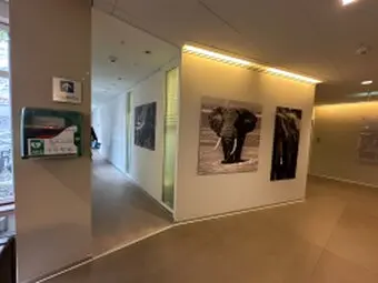 Framed black and white elephant photographs hanging in an exhibition space