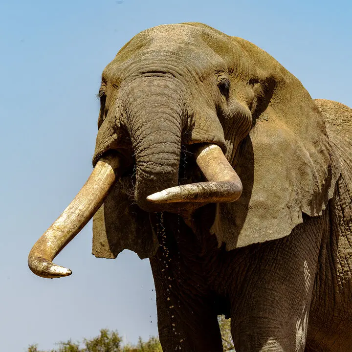 Craig big tusker of Amboseli colour fine art picture on sale for a purpouse