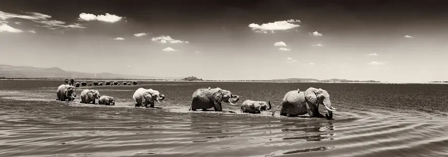 Two elephant herds with matriarchs crossing shallow lake in Amboseli National Park, Kenya