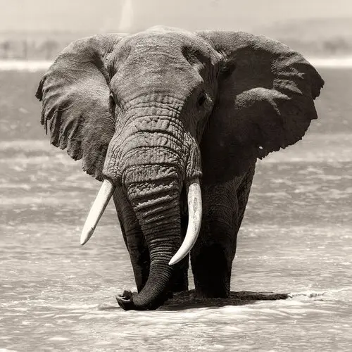 Elephant matriarc in Amboseli lake looking at us to secure the move of the family. Sale of fine art picture of a good cause for a school in Kenya