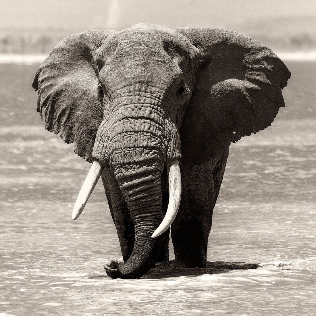 Gallery space with large black and white elephant photograph on the wall