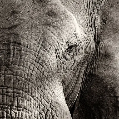 Elephant close view in Tarangire National Park. Sale of fine art picture of a good cause for a school in Kenya
