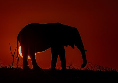 Color photograph of elephants on the savannah under dark storm clouds