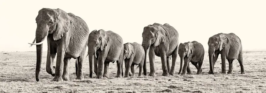 Family of African elephants in a row walking from the river toward the bush in Amboseli National Park