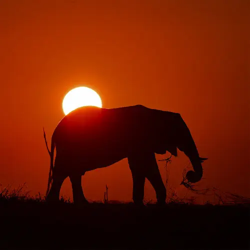 Elephant walking on the Lake Kariba shoreline at sunset with the sun aligned above the body against a softly coloured sky