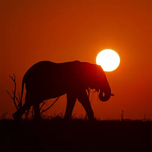 Elephant walking along the shore of Lake Kariba at sunset with the sun positioned in front, warm golden light and calm landscape