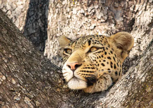 this leopard is showcased in the 2025 color print catalog avaialble for sale for a cause in Kenya