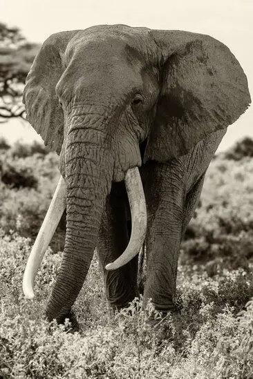 Fine art photography in black and white (sepia) of Craig, the super tusker that died the 3rd of January 2026 at the age of 54 years.
