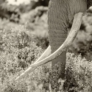 Fine art photography in black and white (sepia) of Craig, the super tusker that died the 3rd of January 2026 at the age of 54 years.