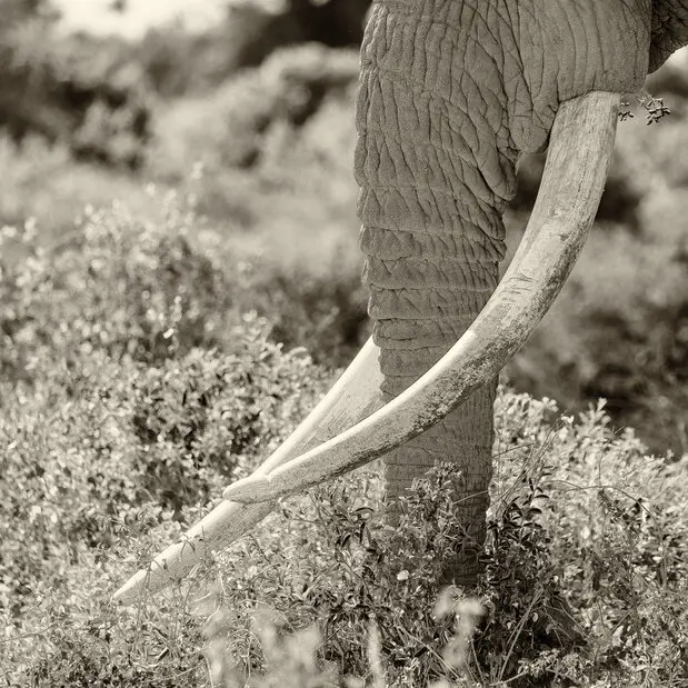 Fine art photography in black and white (sepia) of Craig, the super tusker that died the 3rd of January 2026 at the age of 54 years.
