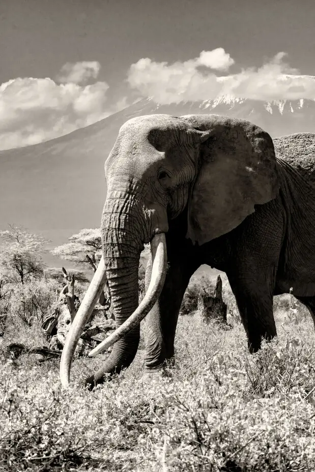 Fine art photography in black and white (sepia) of Craig, the super tusker that died the 3rd of January 2026 at the age of 54 years.