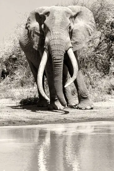 Fine art photography in black and white (sepia) of Craig, the super tusker that died the 3rd of January 2026 at the age of 54 years.