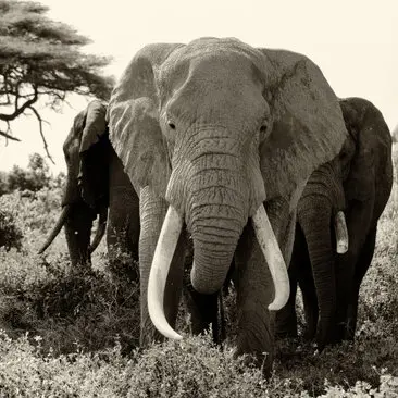 Fine art photography in black and white (sepia) of Craig, the super tusker that died the 3rd of January 2026 at the age of 54 years.